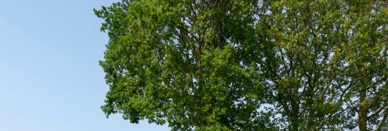 Villa HA | JUMA architects